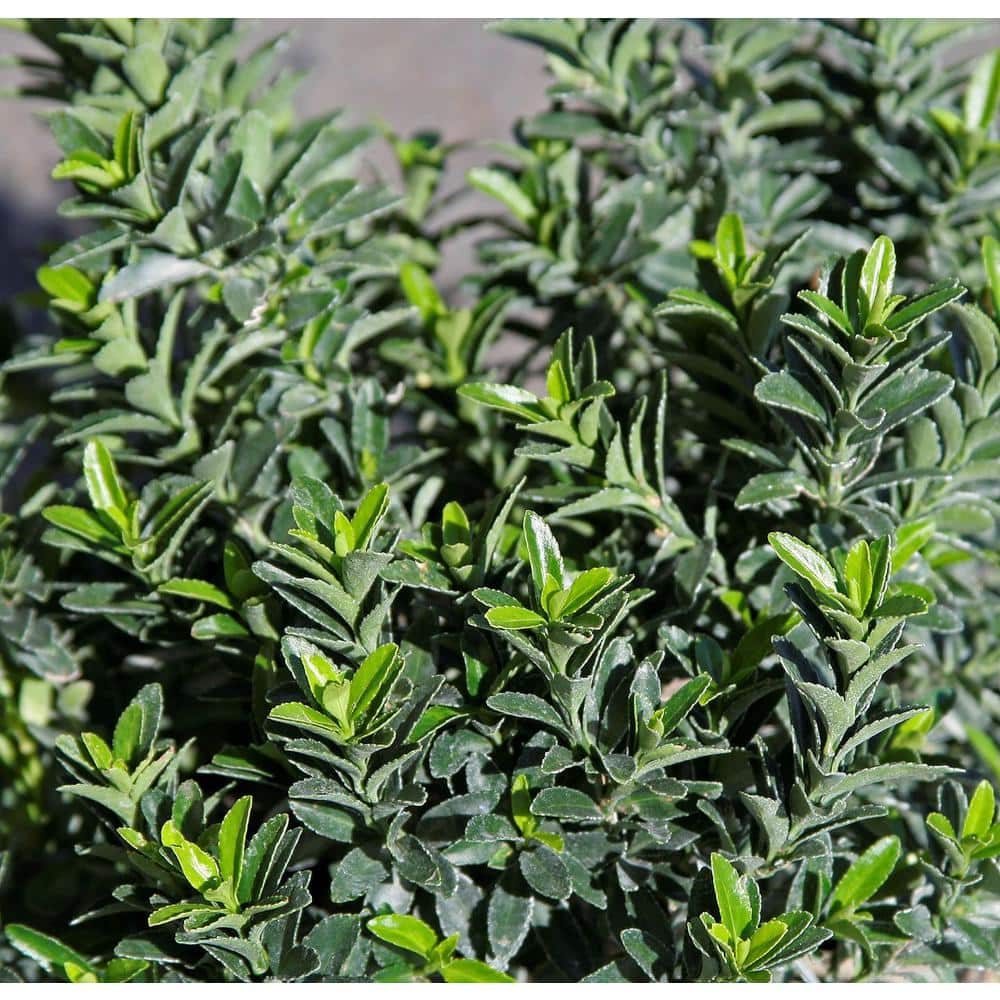 1.5 Gal. Boxleaf Euonymus Live Shrub - Hercitys