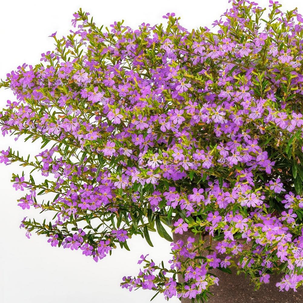 2.5 in. Cuphea Enchantia Lavender Perennial Plant with Purple Flowers (3-Pack) - Hercitys