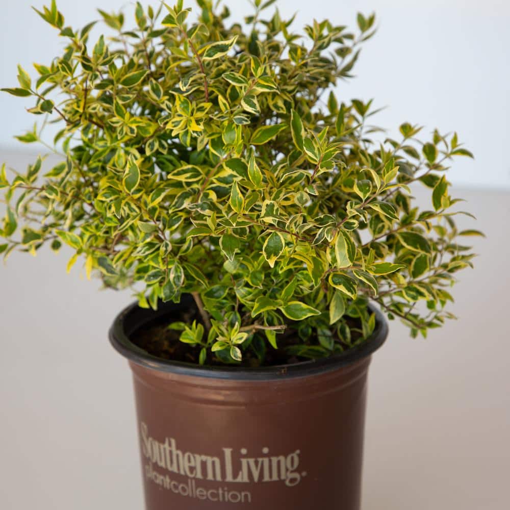 2.5 Qt. Miss Lemon Abelia With Light Pink Flowers, Live Semi-Evergreen Shrub Plant - Hercitys