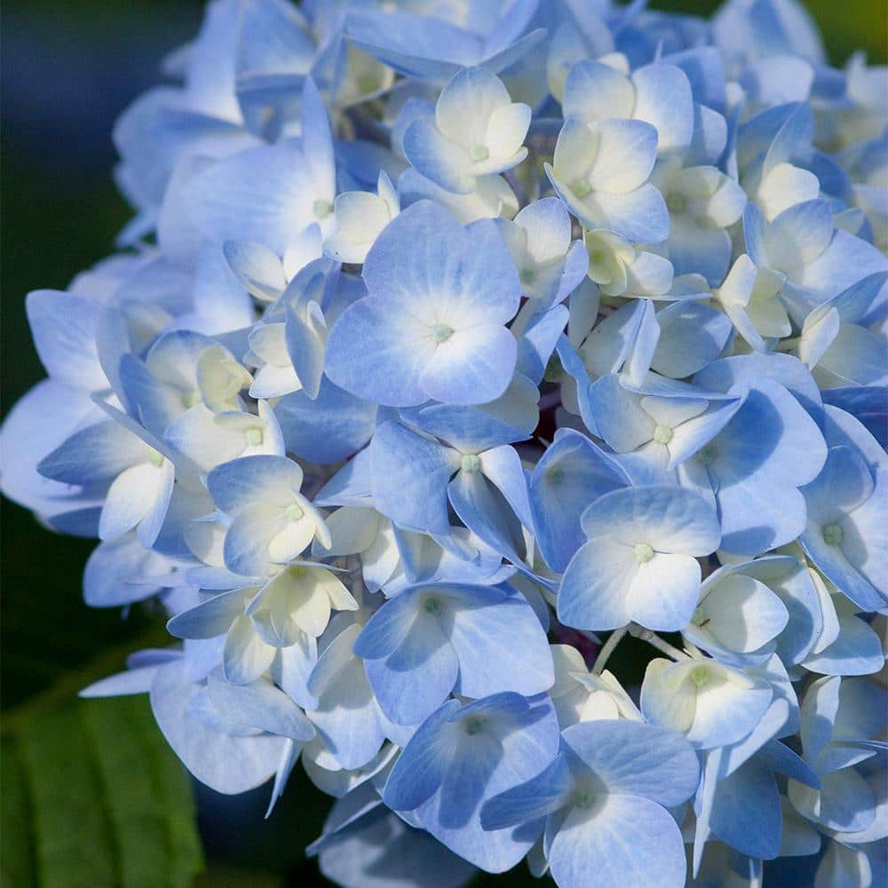 2 Gal. The Original Reblooming Hydrangea Flowering Shrub - Hercitys