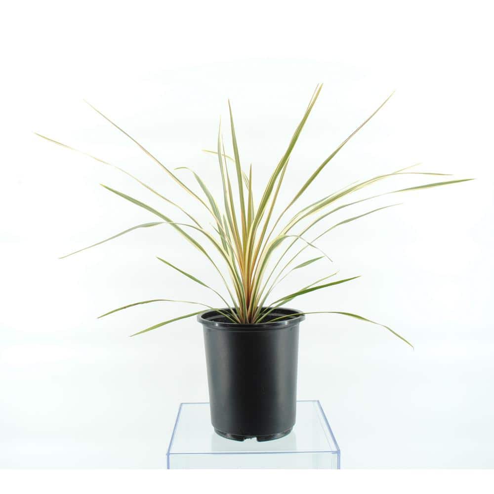 2.5 Qt. Annual Grass Cordyline Australis Torbay Dazzler - Hercitys