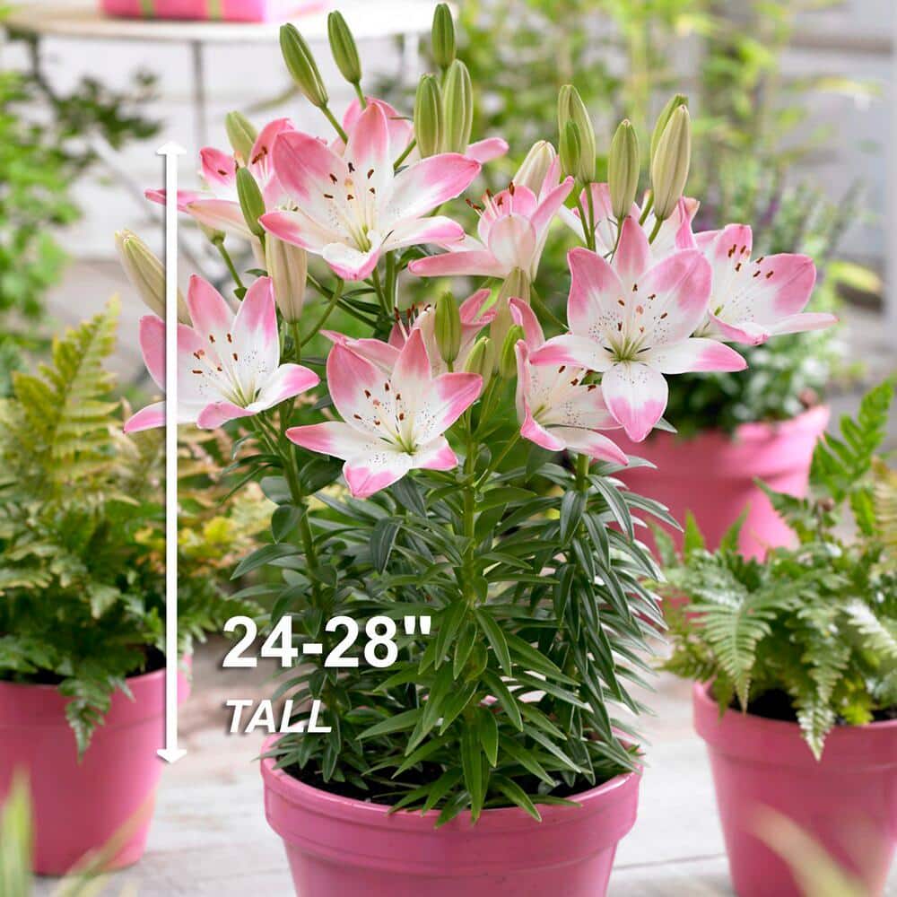 14 cm/16 cm, Sugar Love Asiatic Lily Flower Bulbs (Bag of 10) - Hercitys
