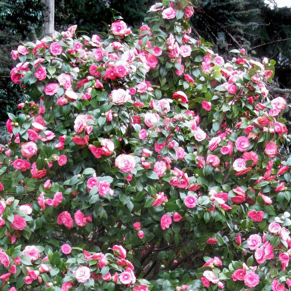 3 gal. Camellia Leslie Ann Shrub with White and Pink Flowers - Hercitys