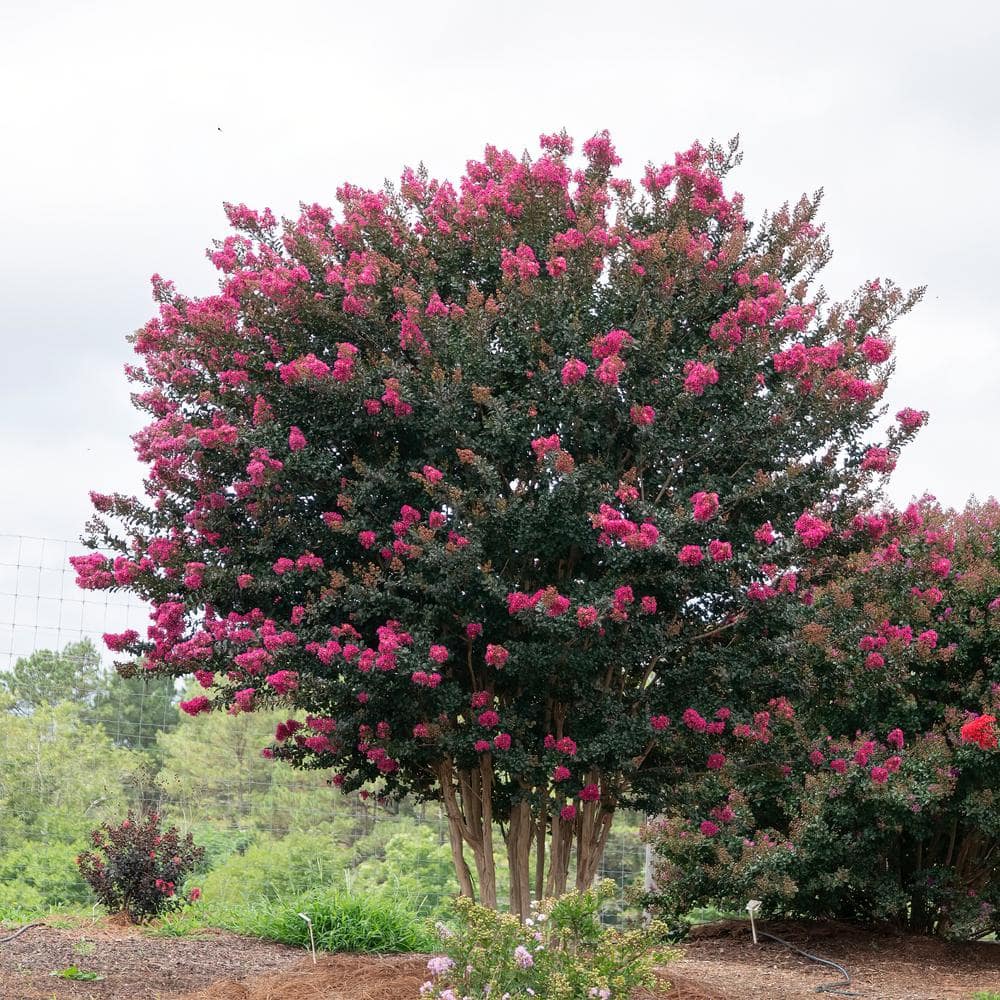 2 Gal. Plum Magic Crape Myrtle Flowering Shrub with Fuschia Pink Flowers - Hercitys