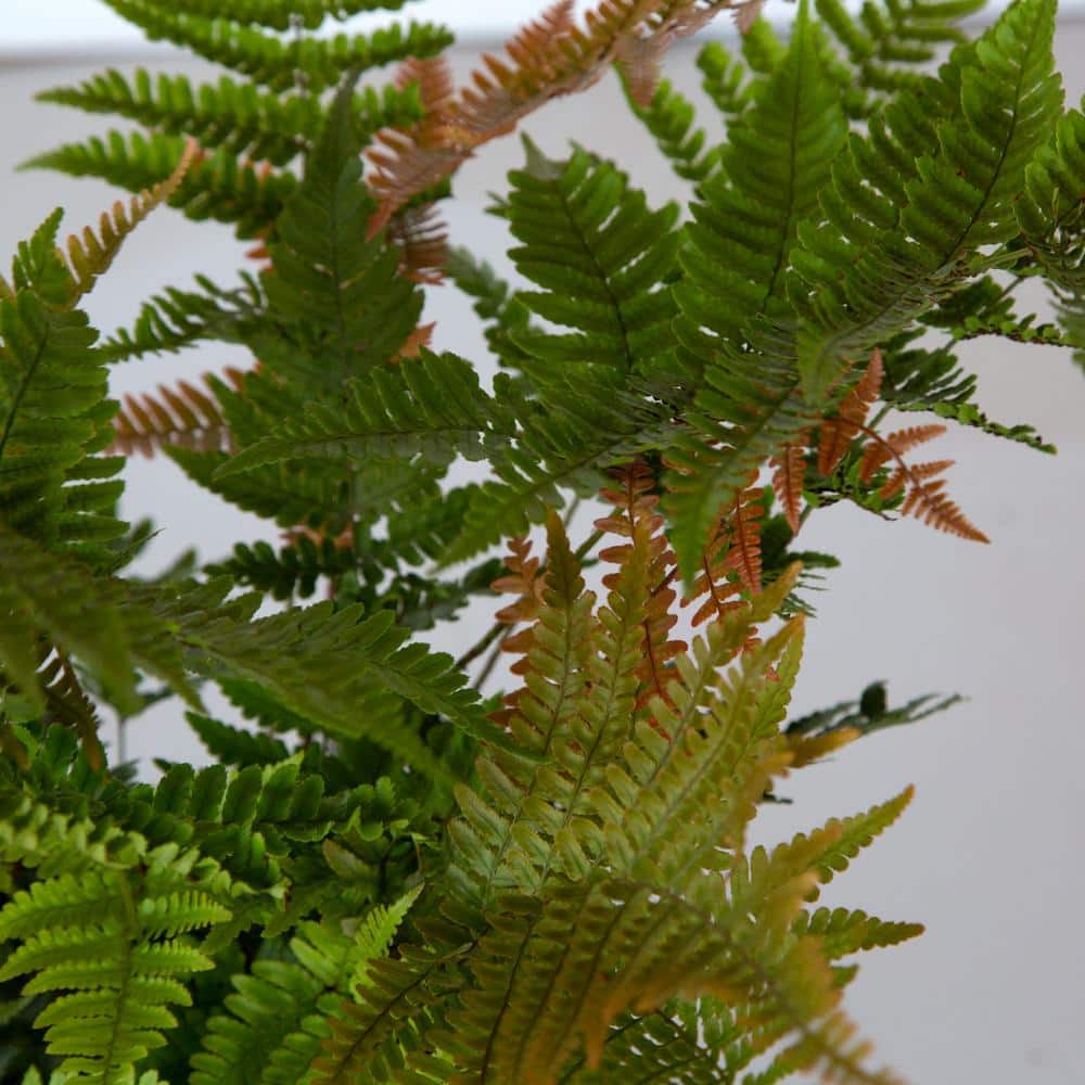 2.5 Qt. Autumn Fern, Live Evergreen Plant, Copper and Green Foliage - Hercitys