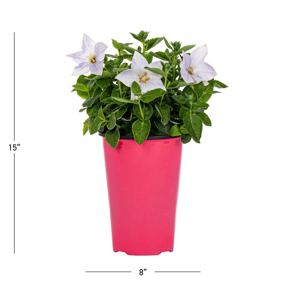 2 Qt. Platycodon Balloon Flower ‘Twinkle White’ White Perennial Plant (3-Pack) - Hercitys