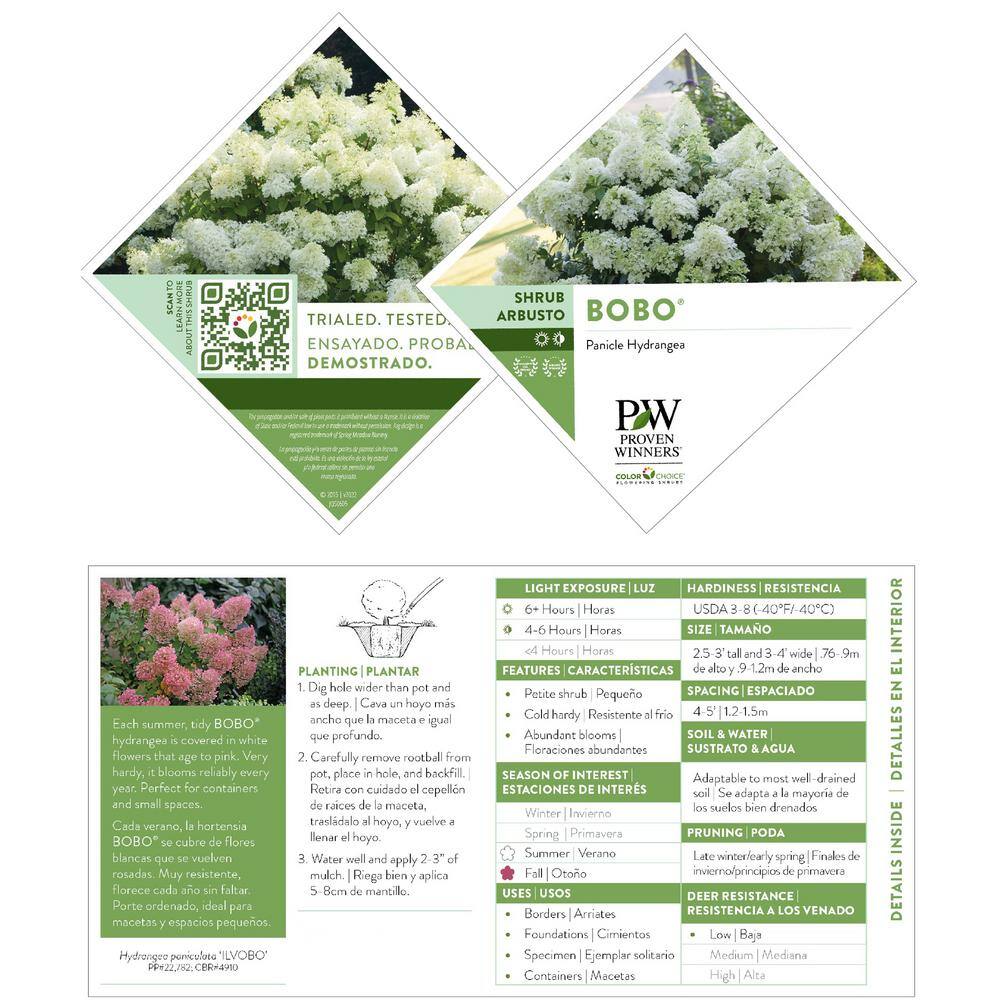 2 Gal. Bobo Hydrangea Shrub with White Flowers - Hercitys