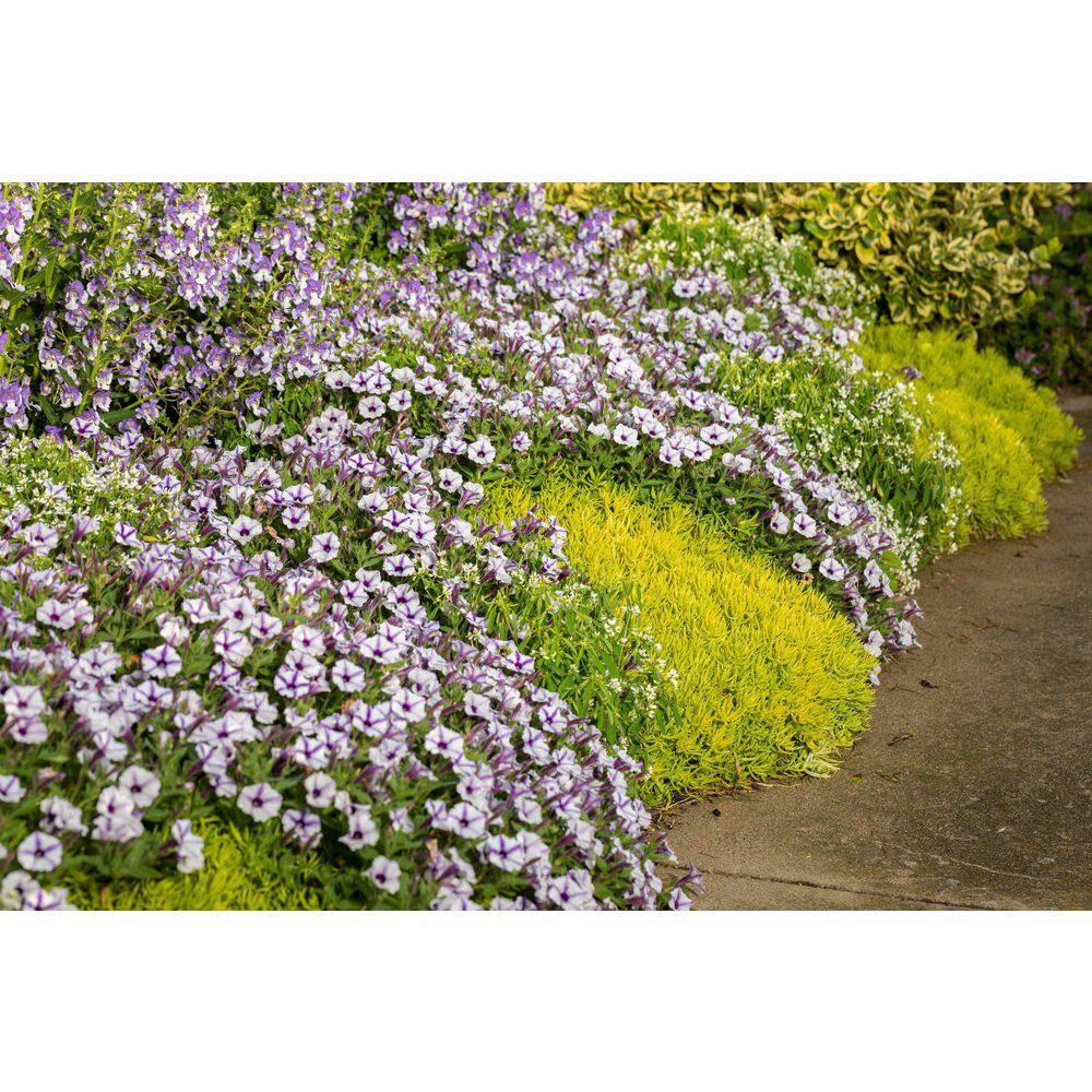 4.25 in. Eco+Grande Supertunia Mini Vista Violet Star (Petunia) Live Plant, Purple and White Striped Flowers (4-Pack) - Hercitys