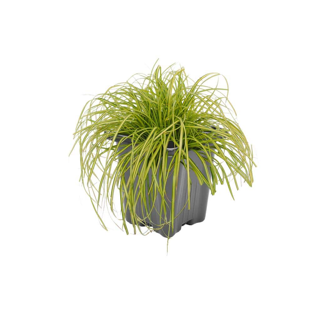 1.0 QT. Grass Carex oshimensis Eversheen (4-Pack) - Hercitys