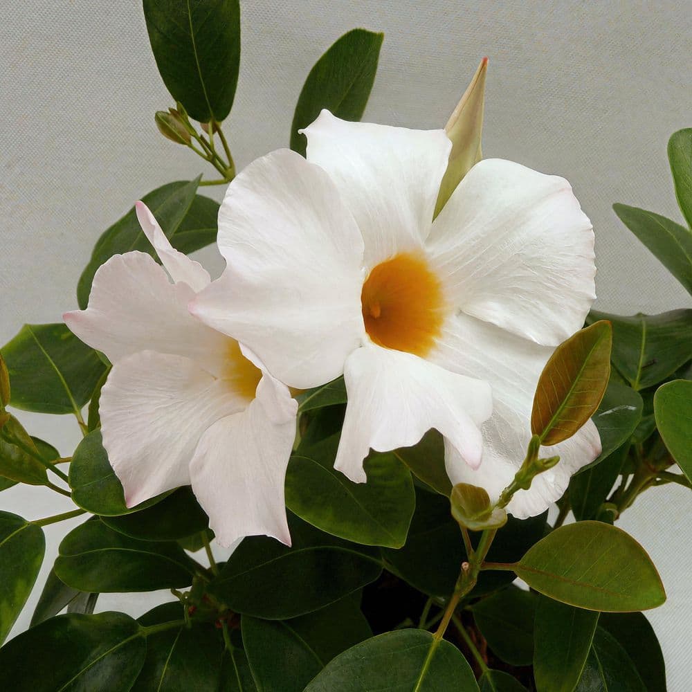 4 in. Mandevilla Plant with White Flowers (6-Pack) - Hercitys