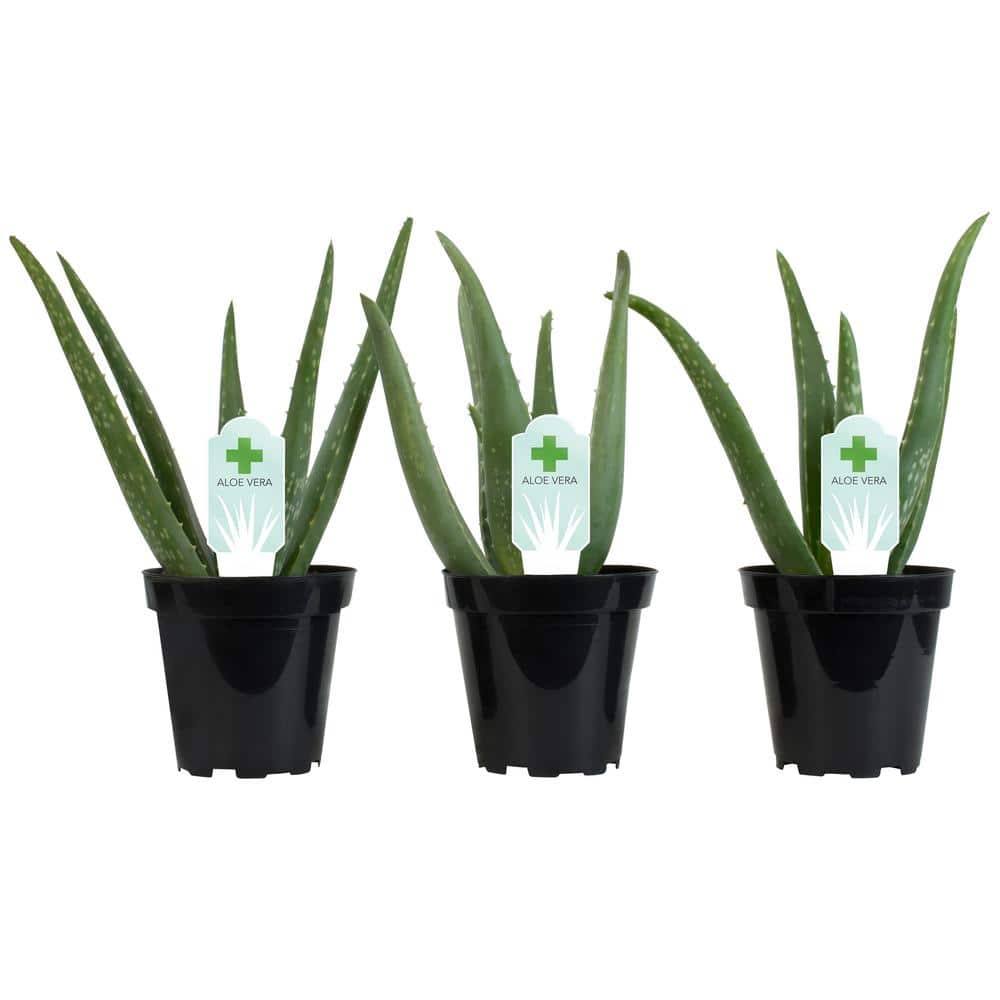 3.5 in. Aloe Vera Plant (3-Pack) - Hercitys