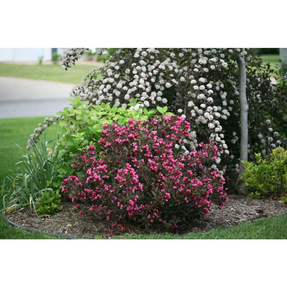 2 Gal. Wine & Roses Weigela Live Shrub with Pink Flowers and Deep Purple Foliage - Hercitys