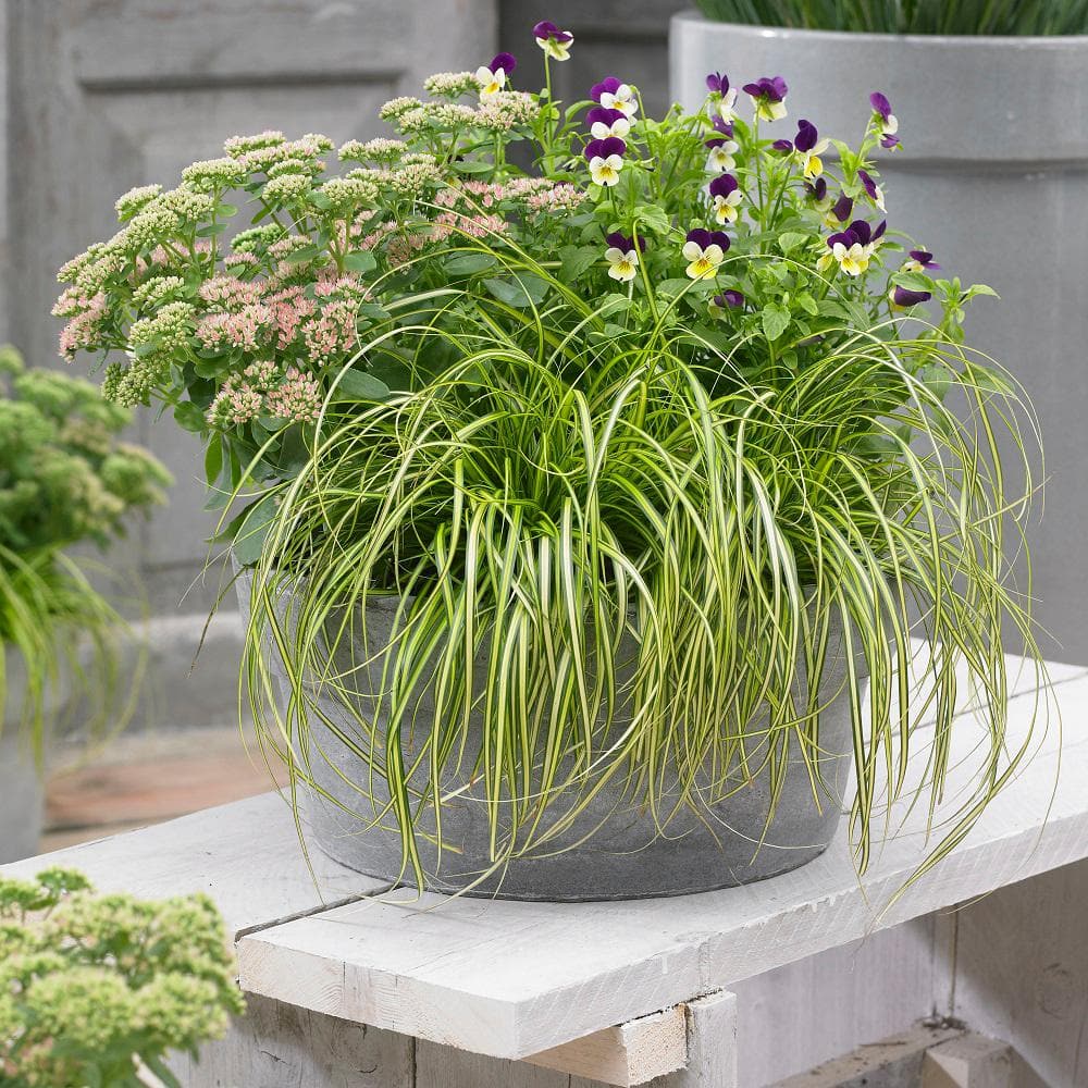 2.5 Qt. Evercolor Eversheen Carex (Sedge Grass) Live Perennial with Lime Yellow Striped Green Foliage - Hercitys