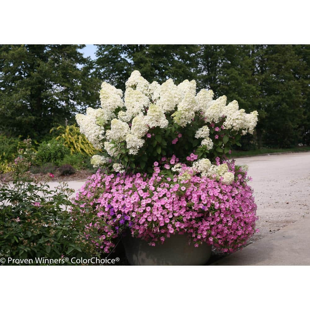4.5 in. Qt. Bobo Hardy Hydrangea (Paniculata) Live Shrub, White to Pink Flowers - Hercitys