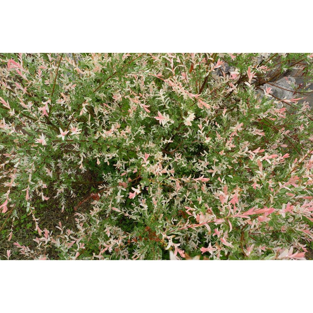 3 Gal. Hakuro Nishiki Dappled Willow (Salix integra), Live Shrub Tree - Hercitys