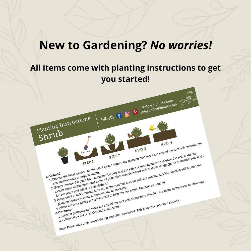 #1 Container Daylily Cranberry Baby Red Perennial Plants (4-Pack) - Hercitys