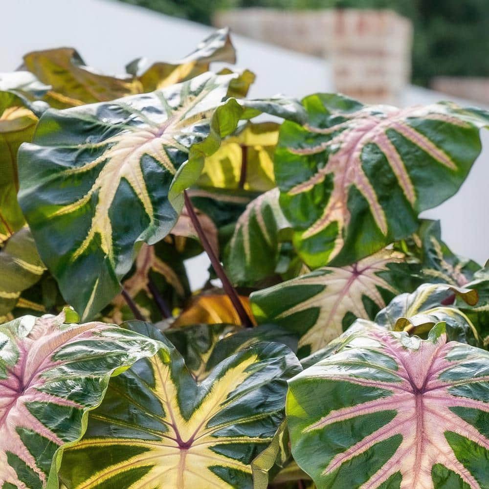 3.5 in. Colocasia Waikiki Royal Hawaiian Elephant Ear Perennial Plant (3-Pack) - Hercitys