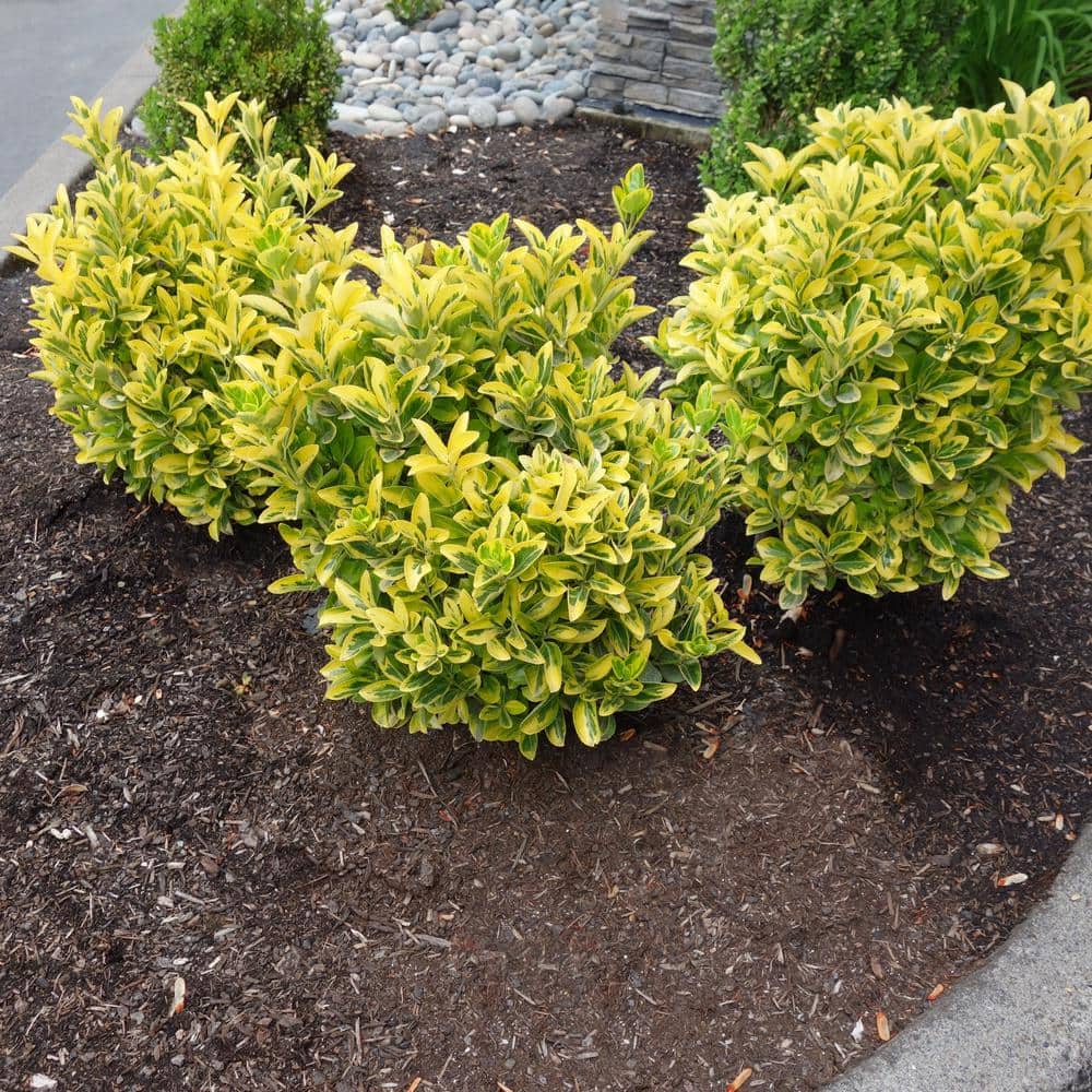 2.25 Gal. Euonymus Golden Flowering Shrub with White Blooms - Hercitys