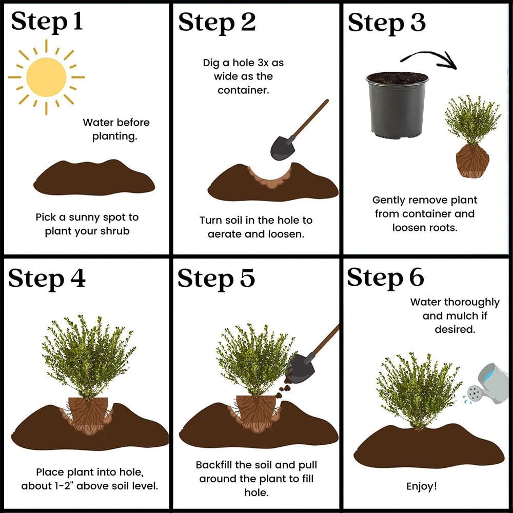 2.25 Gal. Compacta Holly (Illex) Evergreen Shrub - Hercitys