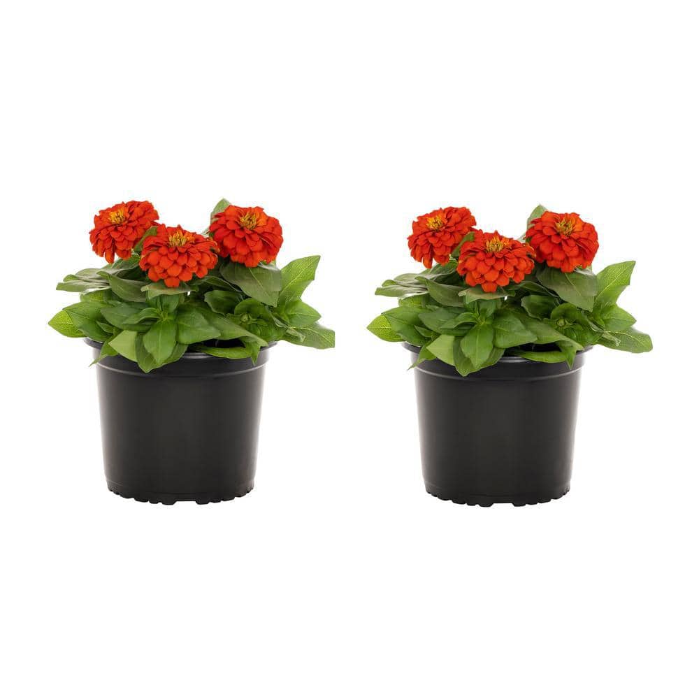 3 qt. Zinnia Red Annual Plant (2-Pack) - Hercitys