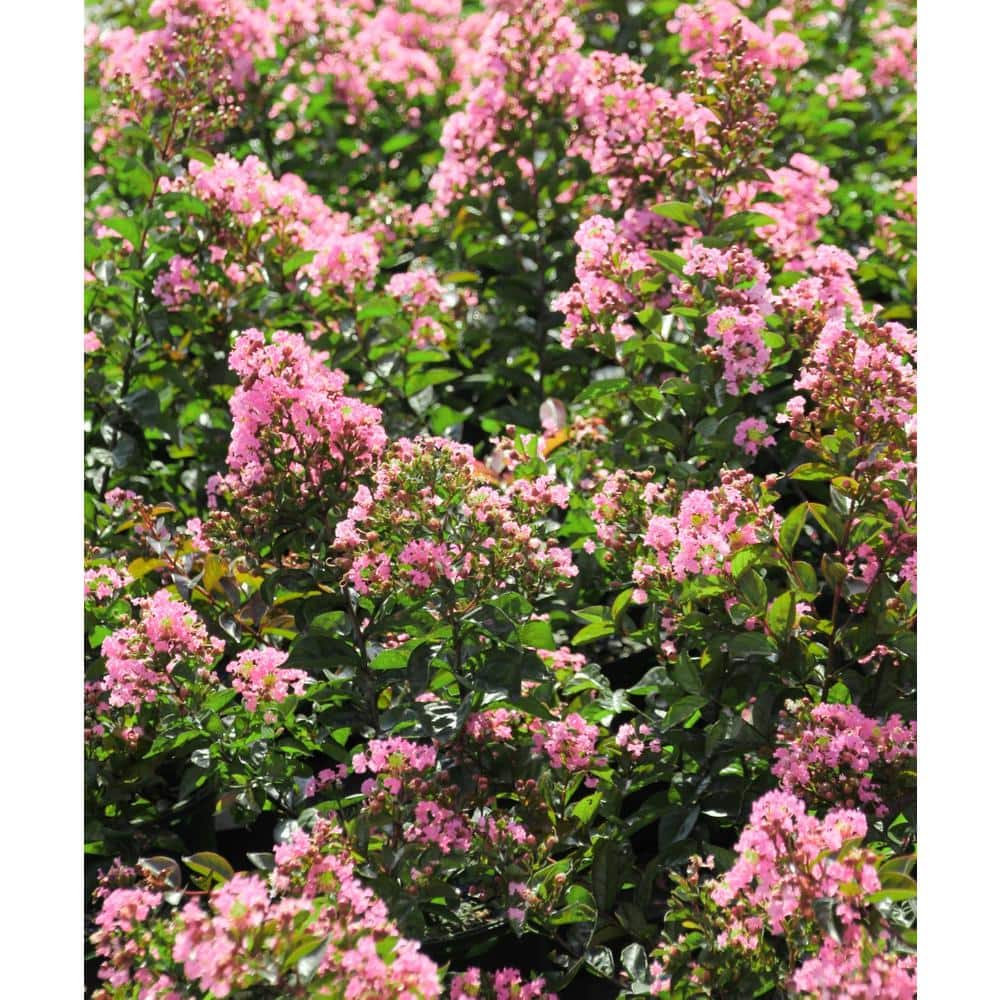 3 Gal. Bloomables Bellini Guava Crape Myrtle Shrub with Light Pink Flowers - Hercitys
