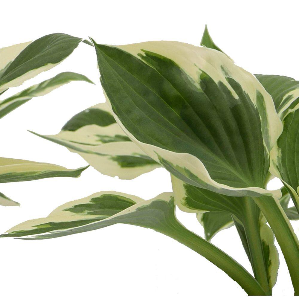 2.5 Qt. Hosta Patriot Perennial (2-Pack) - Hercitys