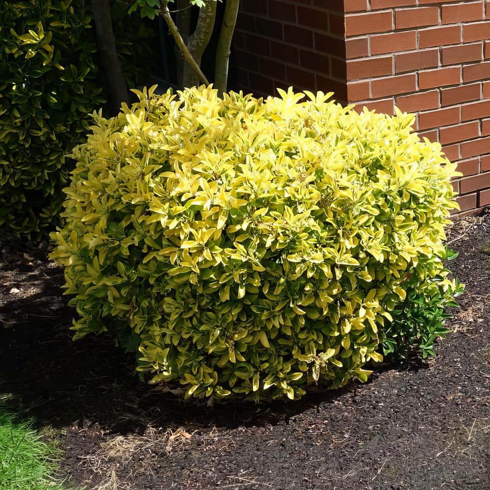 2.25 Gal. Euonymus Golden Flowering Shrub with White Blooms - Hercitys