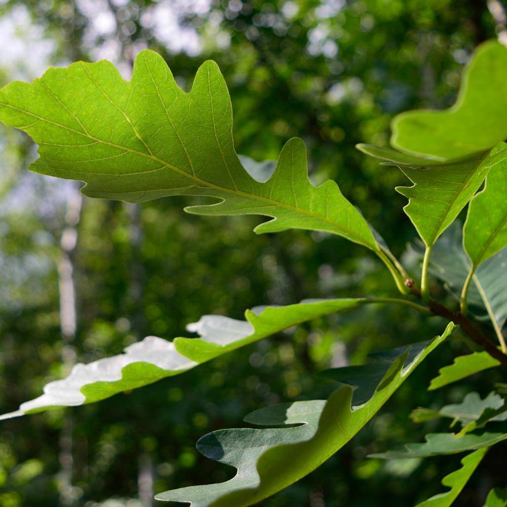 2.25 Gal. Deciduous Bur Oak Tree - Hercitys