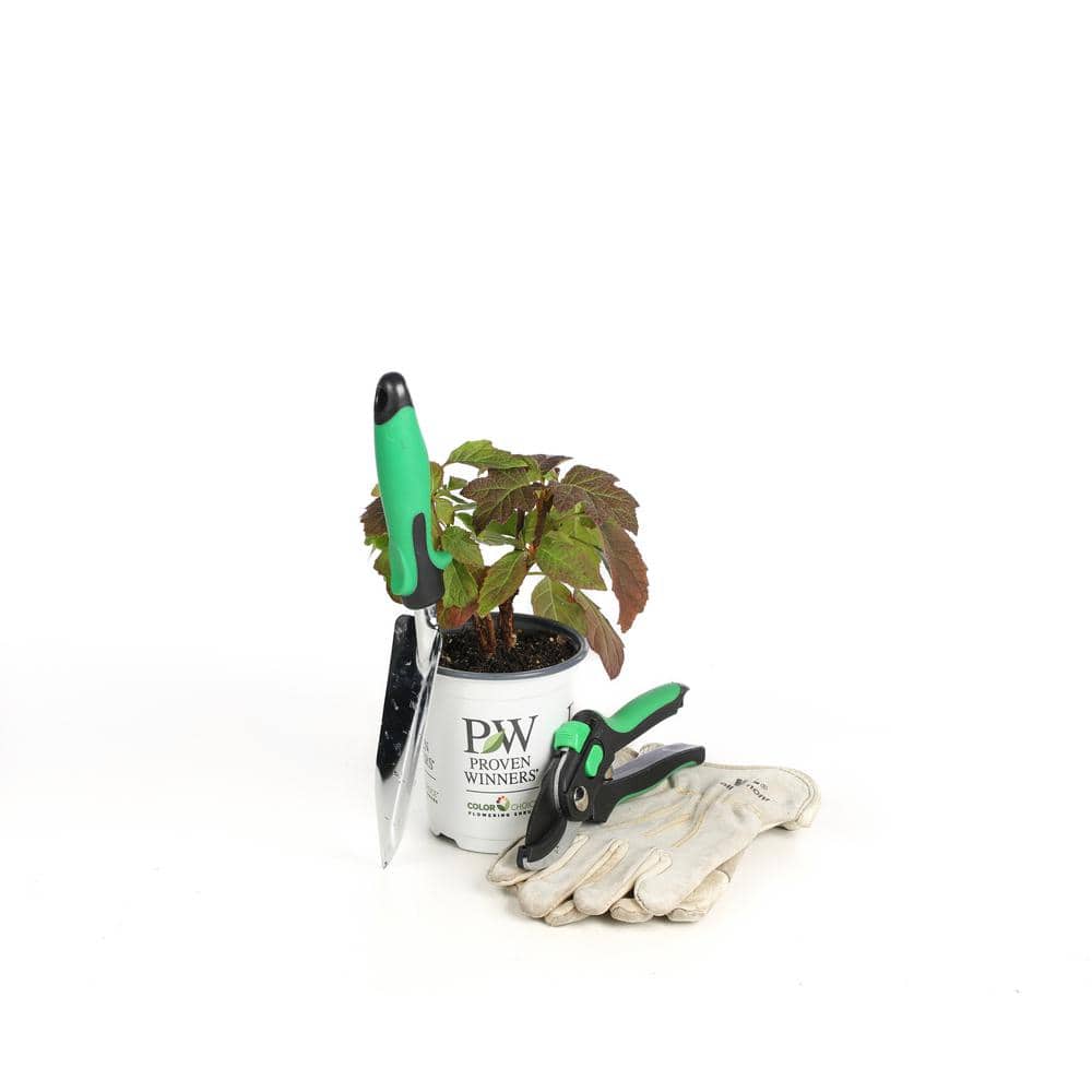 4.5 in. Qt. Gatsby Pink Oakleaf Hydrangea (Quercifolia) Live Shrub, White to Pink Flowers - Hercitys