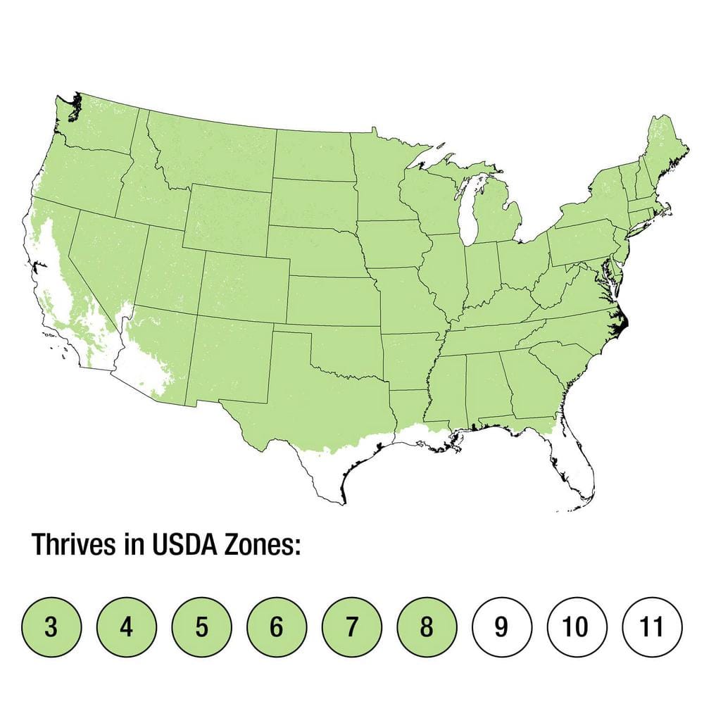 2.5 Qt. Guacamole Hosta Live Plant with Bright Apple Green and Dark Green Variegated Leaves - Hercitys