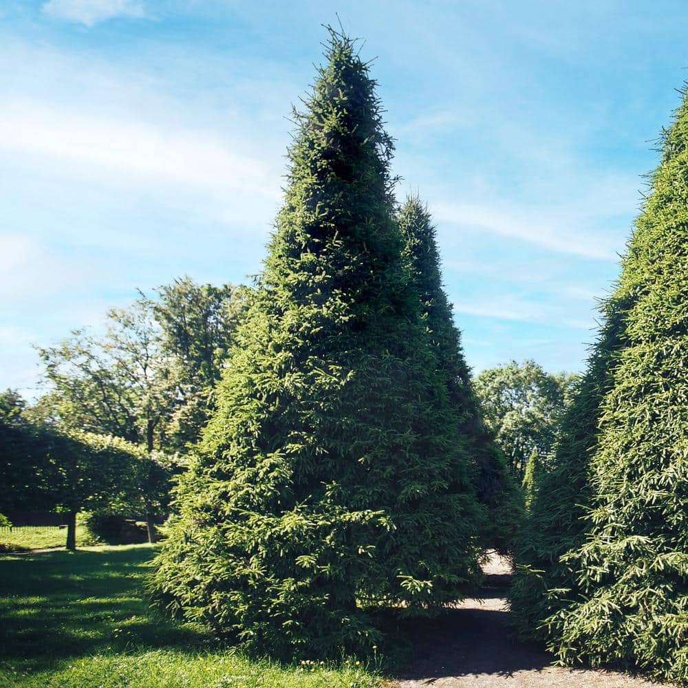 2.5 in. Arborvitae Giant Shrub Green (6-Pack) - Hercitys