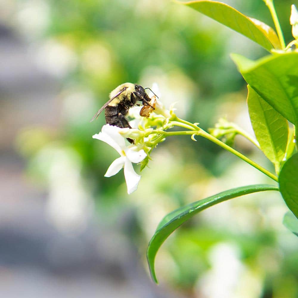1 Gal. Flowering White Confederate Jasmine Shrub (2-Pack) - Hercitys