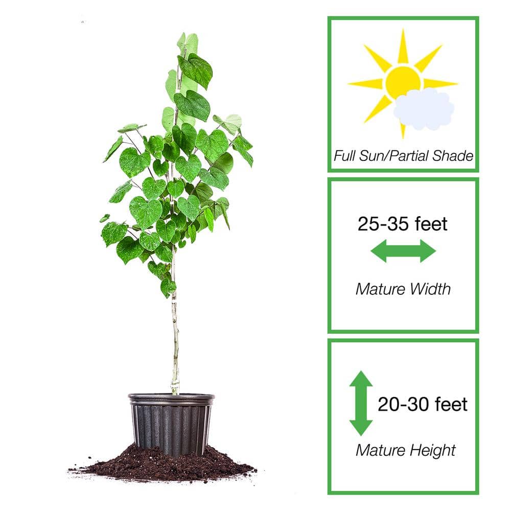 5 Gal. Eastern Redbud Tree (2-Pack) - Hercitys