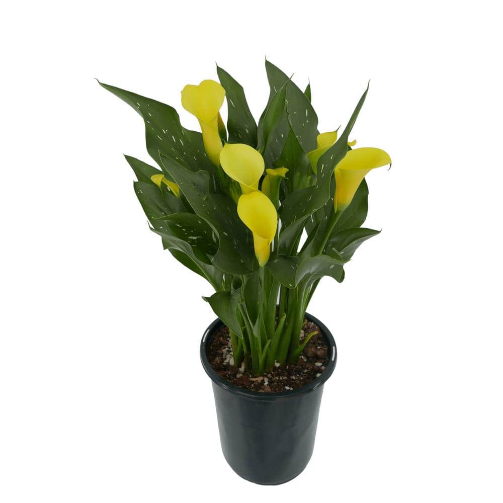 2.5 qt. Perennial Calla Lily Yellow - Hercitys