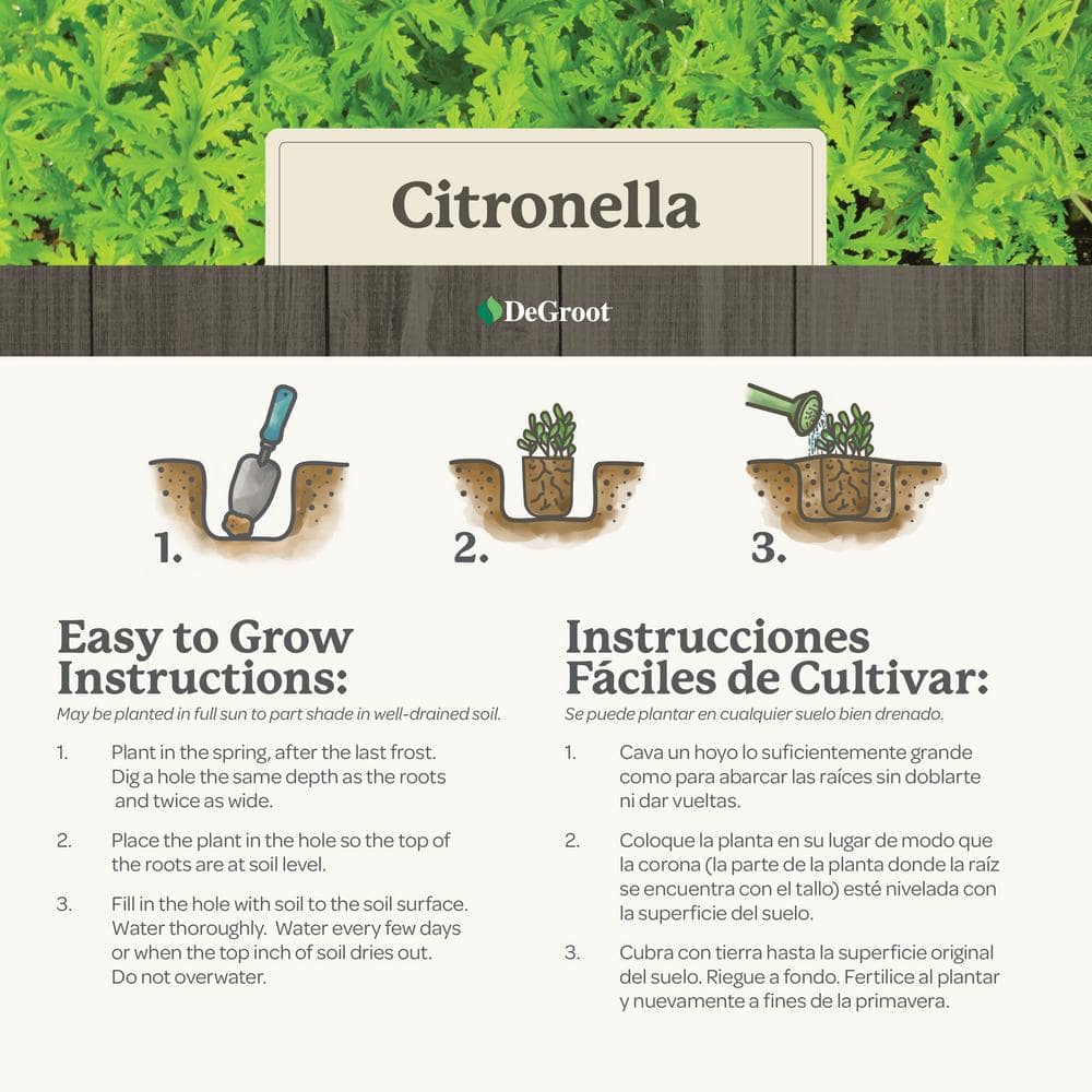 2 In. Pot Citronella Live Plant, Green Foliage - Hercitys