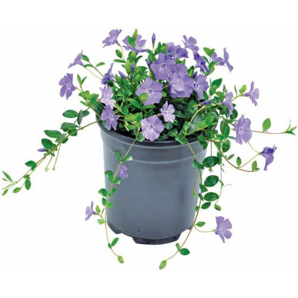 2.5 qt. Vinca Minor Bowles Mauve - Hercitys