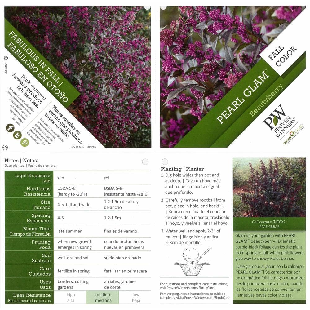 4.5 in. qt. Pearl Glam Beautyberry Bush (Callicarpa) Live Shrub, Dark Purple Foliage and Violet-Purple Berries - Hercitys