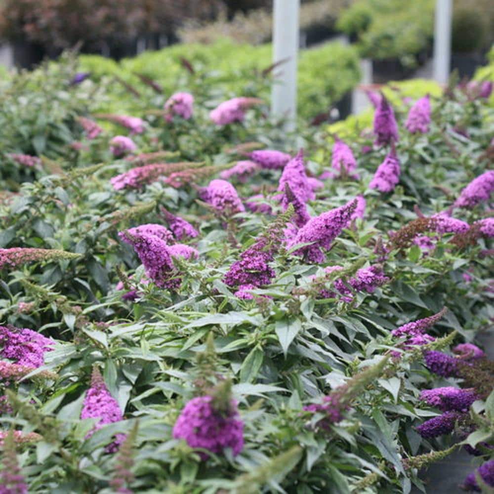 2 Gal. Pugster Periwinkle Butterfly Bush (Buddleia) Live Shrub with Purple Flowers - Hercitys