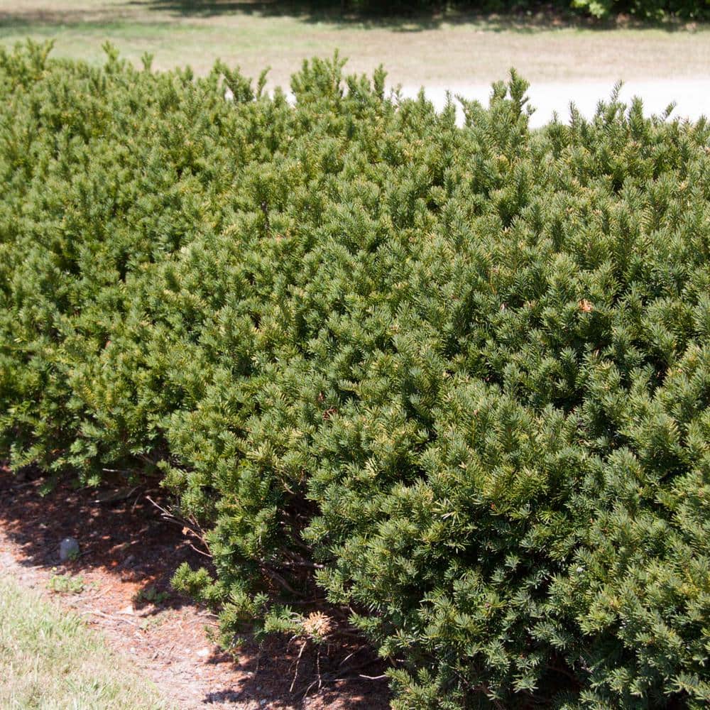 3 Gal. Pot Browni Globe Yew (Taxus), Potted Evergreen Shrub (1-Pack) - Hercitys
