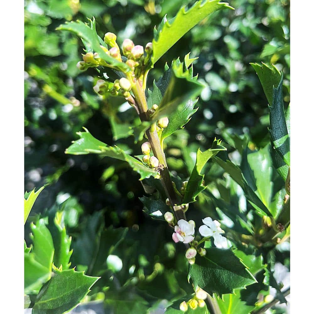 2.5 qt. Blue Prince Holly (Ilex x Meserveae Blue Prince Evergreen Shrub with Small White Flowers in Summer (1-Each) - Hercitys