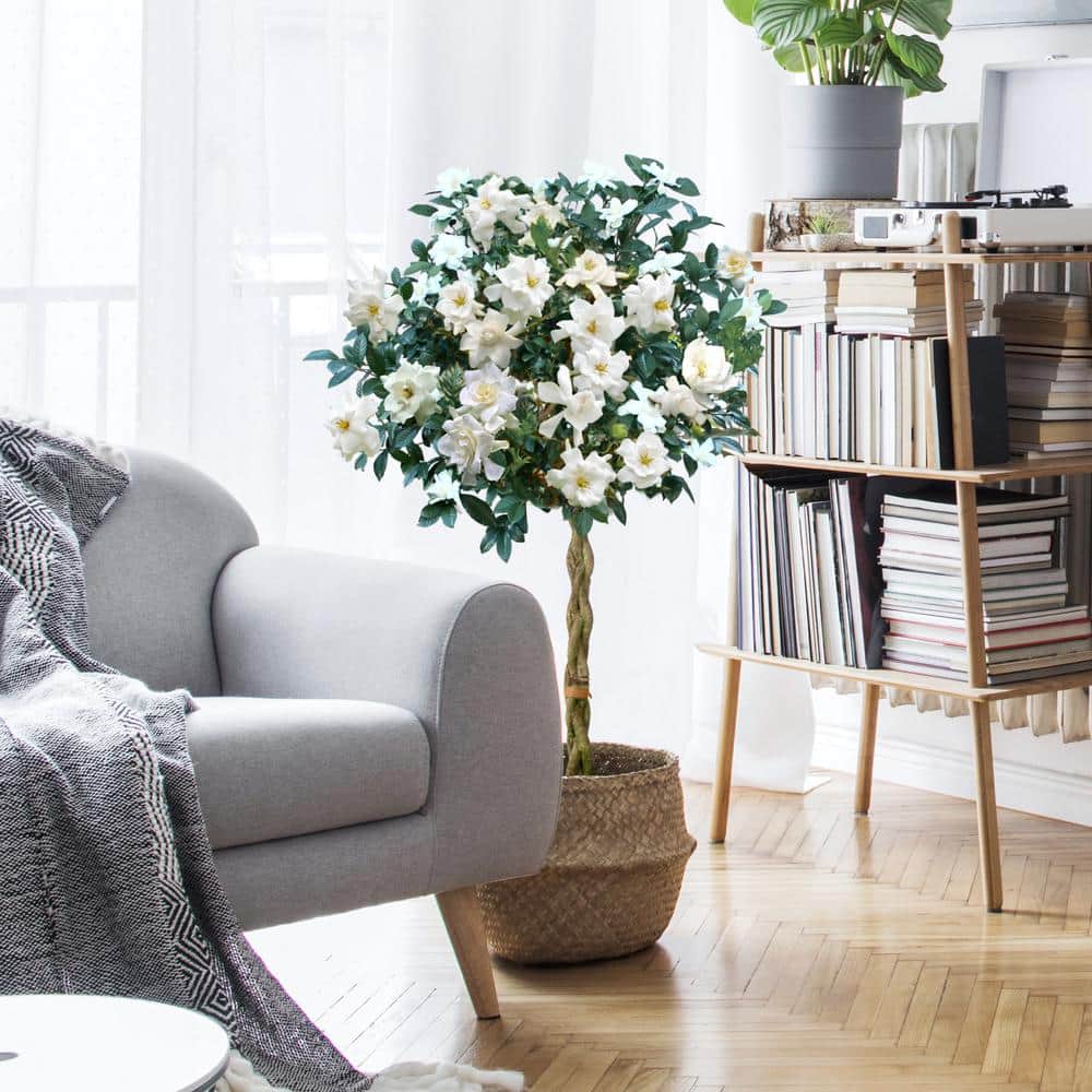 10 in. Braided Gardenia Plant in Grower Container-1 Piece - Hercitys