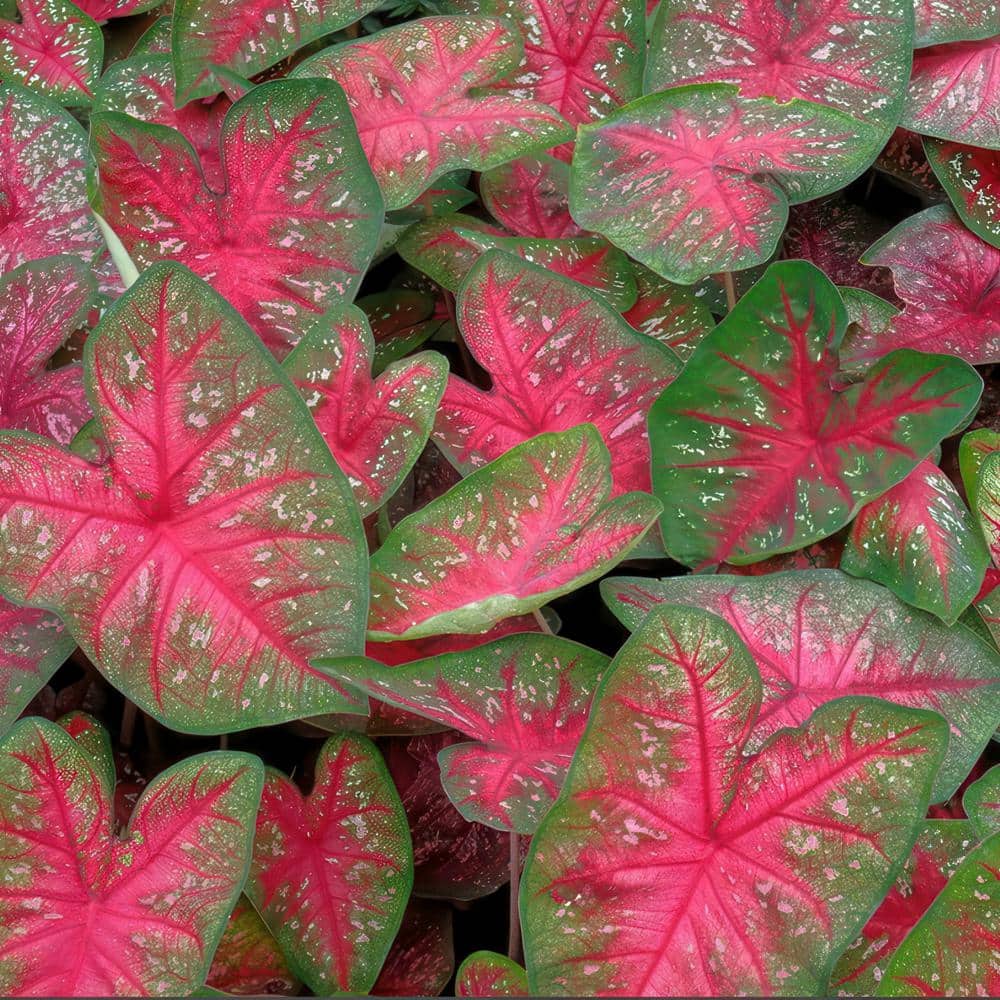 4 in. Caladium Party Punch Perennial Plant (3-Pack) - Hercitys