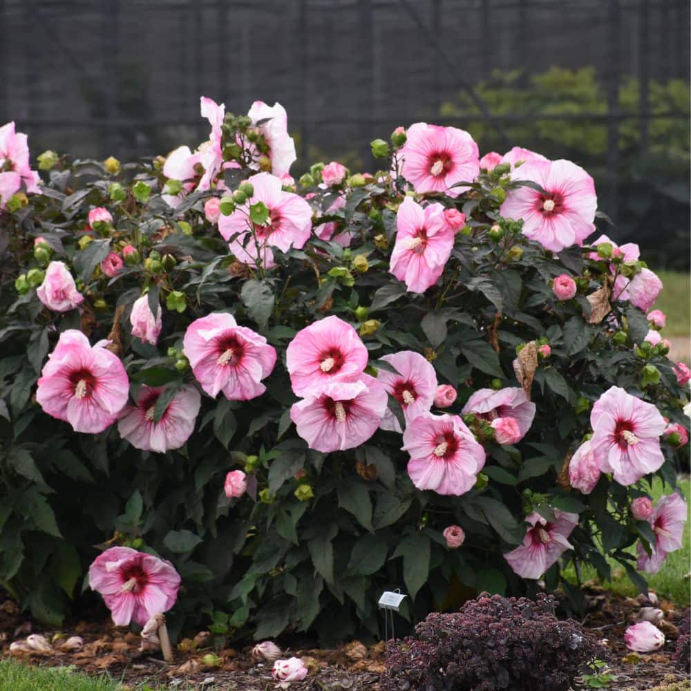 2 Gal. Summerific Cherry Choco Latte Rose Mallow (Hibiscus Hybrid) Live Perennial Plant with Pink Flowers - Hercitys
