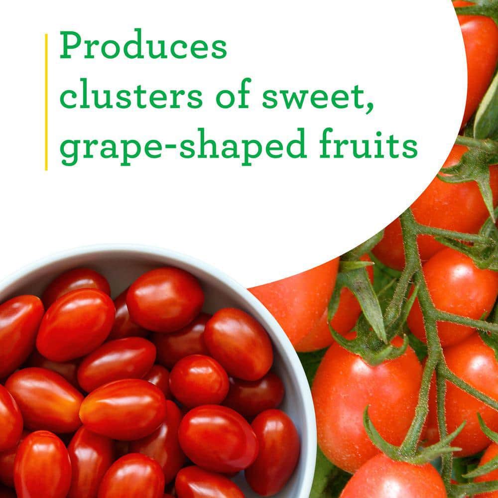 19 oz. Tami G Grape Tomato Plant (2-Pack) - Hercitys