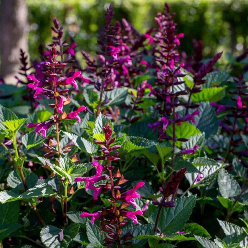 4.25 in. Eco+ Grande Rockin’ Fuchsia Salvia (Hybrid) Live Annual Plant with Pink Flowers 4-Pack - Hercitys