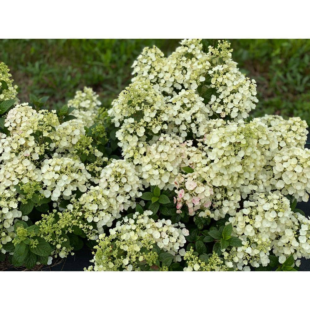 4.5 in. qt. Tiny Quick Fire Panicle Hydrangea (Hydrangea paniculata) Live Flowering Shrub with White, Pink, Red Flowers - Hercitys