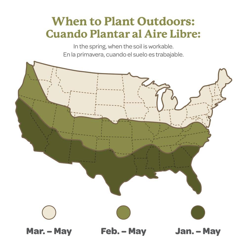 2 In. Pot Citronella Live Plant, Green Foliage - Hercitys