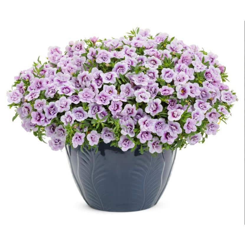 4.25 in. Eco+Grande, Superbells Double Twilight (Calibrachoa), Live Plant, Purple Flowers (4-Pack) - Hercitys