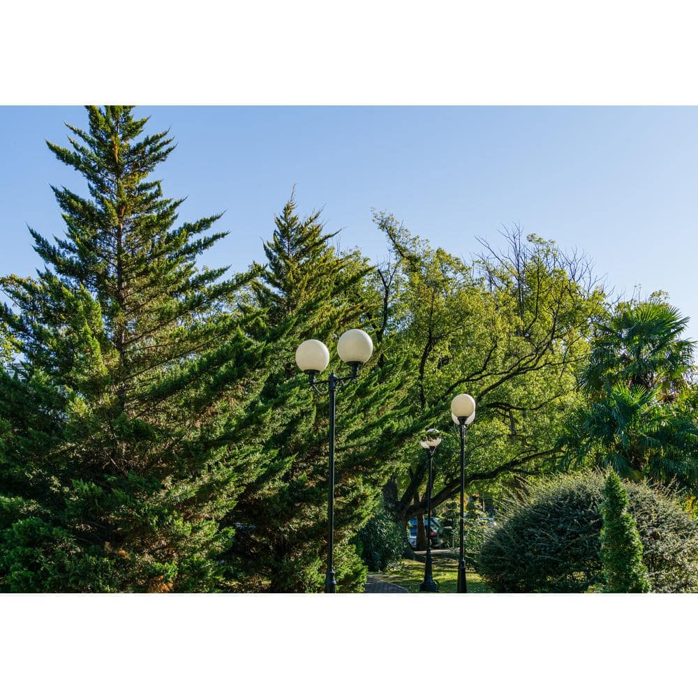 3 Gal. Leyland Cypress (Cupressus Leylandii) Live Evergreen Tree, Lush Green Foliage - Hercitys