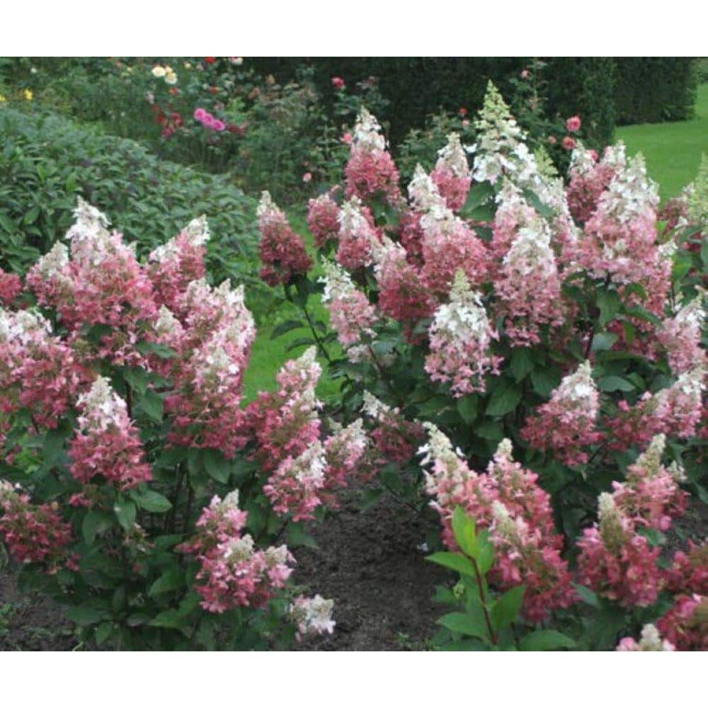 2.0 gal. Pinky Winky Hydrangea (Paniculata) Live Shrub White to Pink Flowers - Hercitys